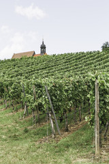 Fototapeta na wymiar fresh bio Vineyard, Volkach, Mainfranken, Unterfranken