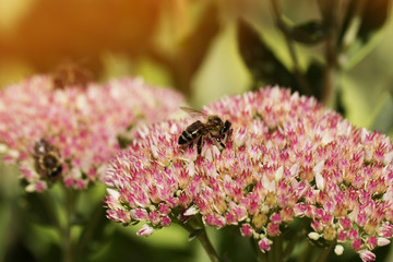 autumn flower and bee. Bee on a flower