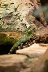 Naklejka na ściany i meble Iguana in a terrarium, a medium-sized green lizard