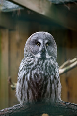 white owl in a cage, a white owl with black spots sitting on a branch