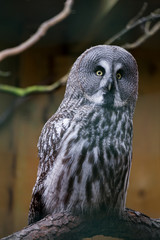 white owl in a cage, a white owl with black spots sitting on a branch