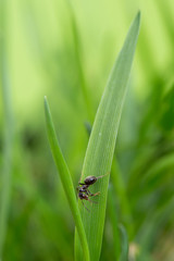 ant on a blade of grass on a green background close-up, close-up, black ant