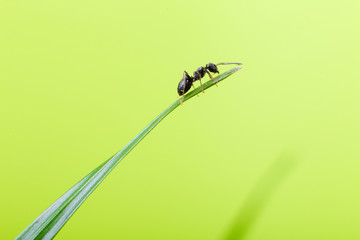 ant on a blade of grass on a green background close-up, close-up, black ant