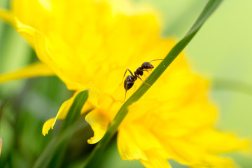 ant on a blade of grass on a yellow background close-up, close-up, black ant