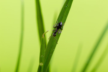 ant on a blade of grass on a green background close-up, close-up, black ant