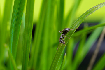 ant on a blade of grass on a green background close-up, close-up, black ant