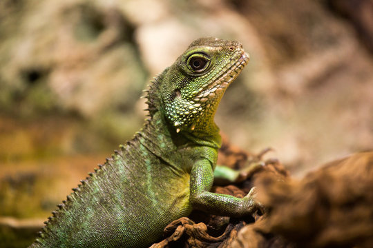 Iguana in a terrarium, a medium-sized green lizard