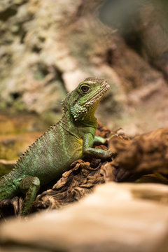 Iguana in a terrarium, a medium-sized green lizard