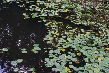 アサザの池