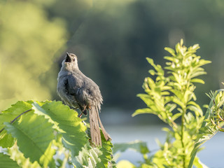 gray catbird,Dumetella carolinensis