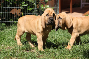 Nice bloodhound puppies