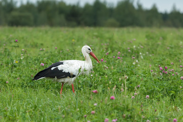 White stork feeding outdoors on clover green meadow