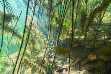 Underwater river landscape