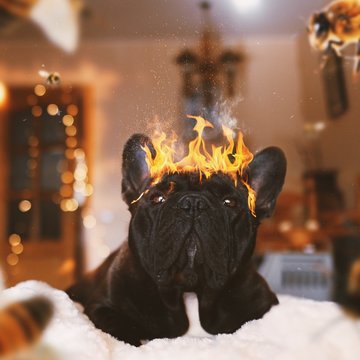 Black dog with spurts of flame on head