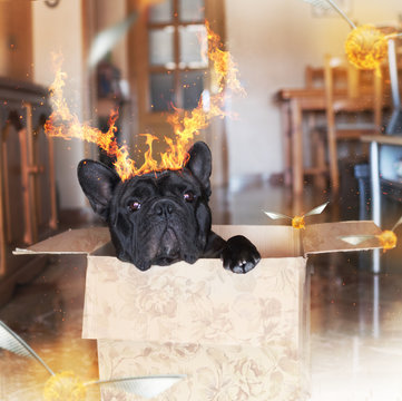 Black dog with hornes made of fire