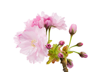 Isolated twig with pink cherry blossoms