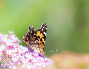 Painted Lady Butterfly