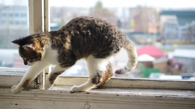 Grey and white tabby cat walks on window sill of a balcony with old wooden windows