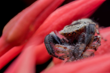 Jumping spider eating its victim on red Ixora background