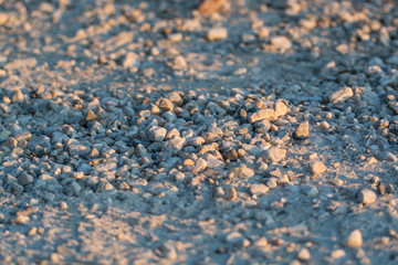 Gray pebbles on a forest path