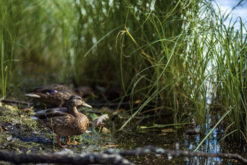 Fototapeta premium Duck on the river bank 