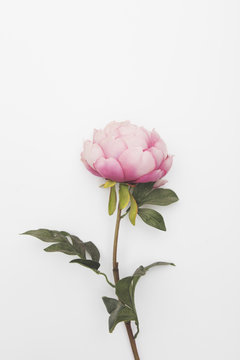 Fototapeta Pink flowers on a plain background