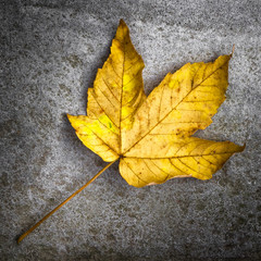 Leaf on the ground