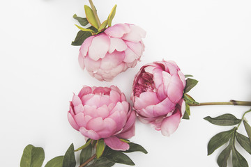 Pink flowers on a plain background