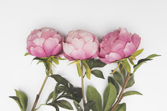 Fototapeta Pink flowers on a plain background