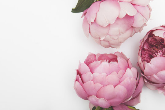 Fototapeta Pink flowers on a plain background