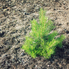 Small pine tree on the sand. Evergreen plant about three years old. Aged photo. Kenozersky National Park (UNESCO Biosphere Reserve), Russia. Pine-tree sapling.