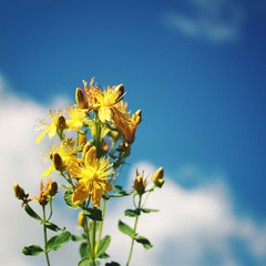 St. John'S Wort plants Bouquet on the blue sky background. Text frame. Frame with bunch of yellow...