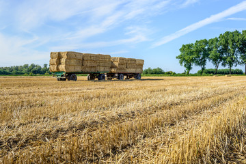 Fototapeta premium Farm trailers fully loaded with stacked bales of straw