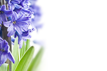 Blue hyacinth on white background with copyspace
