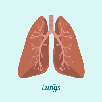 Human Lung Anatomy Card. Vector