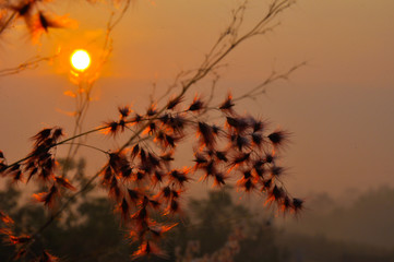 Sunrise between grass flower, shot in silhouette