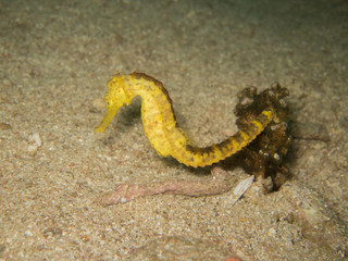 Obraz na płótnie Canvas closed up the yellow seahorse in Myanmar divesite