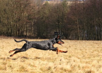 Dobermann im Sprung