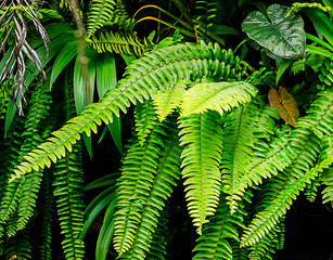 Fern in the garden