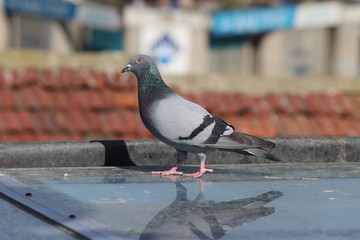 male pigeon standing on roof tiles in a spring day, looking for a mate