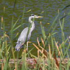 Graureiher (Ardea cinerea) sitzt auf einem Baumstamm an einem See
