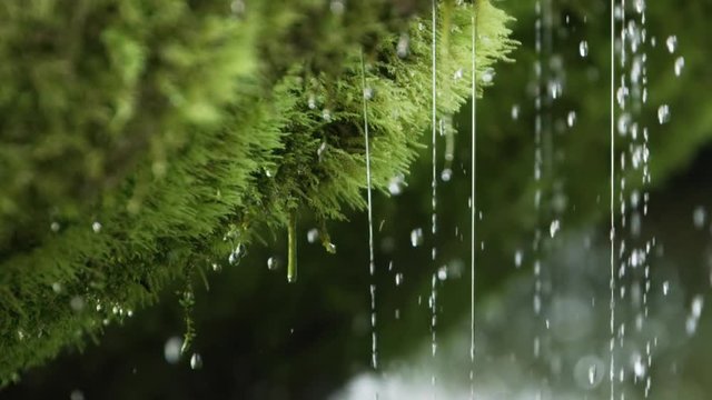 Slow motion close-up of spring water dribbling from moss, shot or RED Epic Dragon R3D, 240fps
