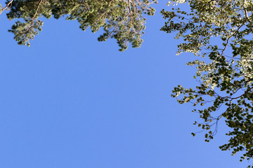 tree branches against the blue sky