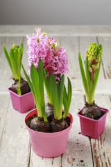 Hyacinth flowers on table