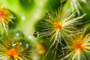 Beautiful teardrop macro over light tone of cactus flower,Image has shallow depth of field
