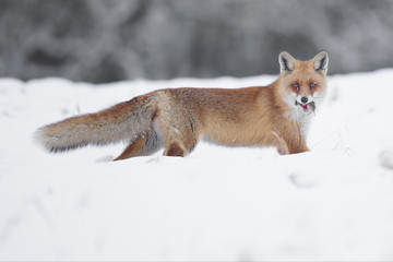 Fototapeta premium Winterfuchs mit Mausbeute