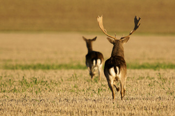 Damwildbrunft
