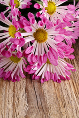 Pink african moon daisy, oxeye daisy. Wooden background