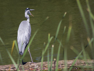 Graureiher (Ardea cinerea) sitzt auf einem Baumstamm an einem See