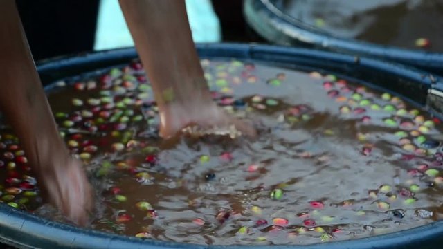 washing fresh coffee berries
